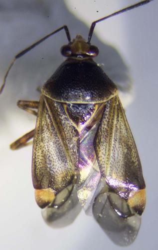 Réf. 232 937 : Deraeocoris flavilinea
